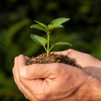 close-up-soil-sprout (1)